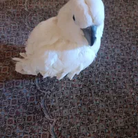 یک عددطوطی کاکادو سخن گو