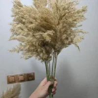 گیاه خشک طبیعی پامپاس با ارسال را یگان|گل مصنوعی|دورود, |دیوار