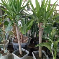 گل یوکا قد بلند قد ۱۳۰ تنه قوی سانسوریا