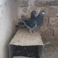 جفت کبوتر چاپی