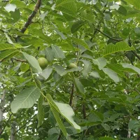 فروش-باغ-میوه