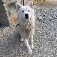 سگ هاسکی نر اصیل|سگ|آستارا, |دیوار