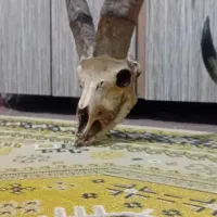 شاخ بز نرکوهی (کل،پازن)