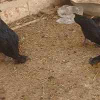 خروس ایام سمانی گلین مرغ جوجه|حیوانات مزرعه|اصفهان, حصه جنوبی|دیوار