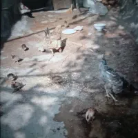 ۳ تا مرغ ب فروش می‌رسد بخاطر کمبود جا با شماره پای|حیوانات مزرعه|سرپل ذهاب, |دیوار