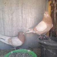 جفت زرد کاشانی