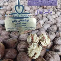 نهالستان گردو دیرگل و پربار پالیز|خدمات باغبانی و درختکاری|تبریز, |دیوار