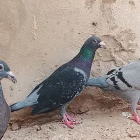 کبوتر جوجه داره