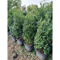 لاوسون  پیچ و یاس جعبه ۴۰و۴۵|خدمات باغبانی و درختکاری|کلاچای, |دیوار