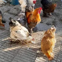 جوجه برهما|حیوانات مزرعه|بابل, |دیوار