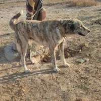 واگذاری سگ خراسانی نگهبان و گلگی|سگ|مشهد, احمدآباد|دیوار