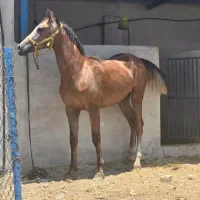 کره نریان درهشوری