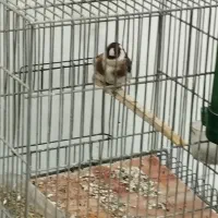 سهره نر باغی سرخ خیلی خوب با قفس330