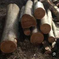 خرید چوب قطع و برش درختان