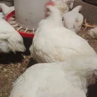 مرغ ارگانیک