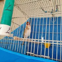 سهره نر متولد قفس|پرنده|نجف‌آباد, یزدانشهر|دیوار