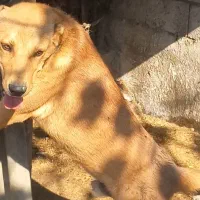 سگ فروشی توله ۴ماه