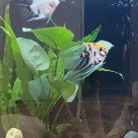 فروش سه عدد آنجل  سالم و زیبا