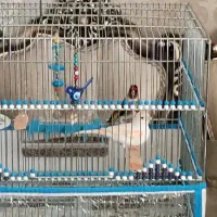 سهره قناری کار داده ، ۵ تخم ، آماده آماده ، مست