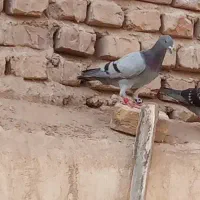 کفتر سبزه گمشده|حیوانات|زابل, |دیوار