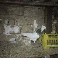 طوقی دم سیاه