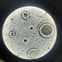 بیس ماه