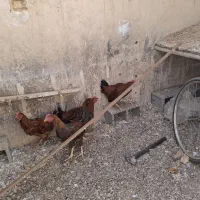 مرغ و خروس