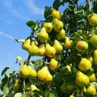 شروع پیش فروش نهال گلابی شاه میوه|خدمات باغبانی و درختکاری|ایزدشهر, |دیوار