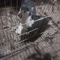 کلاغ دمب سفید وساده سبز|پرنده|ملک‌آباد, |دیوار