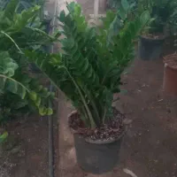 گل و گیاه آپارتمانی|گل و گیاه طبیعی|ری, بازار گل خاوران|دیوار