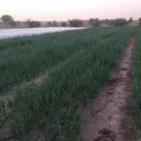 پیاز محلی|خوردنی و آشامیدنی|شبانکاره, |دیوار