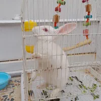 خرگوش مینیاتوری