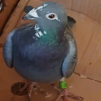 کبوتر عالی|پرنده|محلات, |دیوار