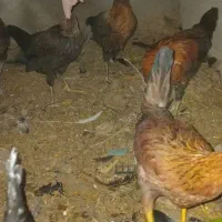 حمیدیه