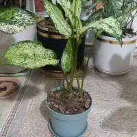 کاغذ آچار|لوازم التحریر|سرپل ذهاب, |دیوار