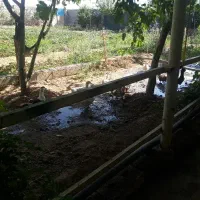 فروش مرغ تخمگذار/فروش اردک/فروش غاز