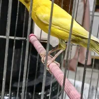 ۳ عدد قناری نر رسمی بخون|پرنده|تهران, هفده شهریور|دیوار