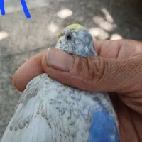 فنچ مرغ عشق|پرنده|شیراز, تندگویان|دیوار