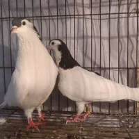 جفت چپ|پرنده|اهواز, سلطانمنش|دیوار