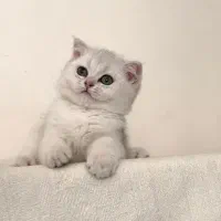 گربه اسکاتیش و بریتیش|گربه|مشهد, الهیه|دیوار