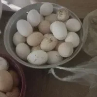 تخم نطفه دار نژاد گلین ریشو