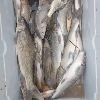 ماهی رودخانه