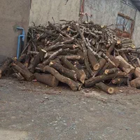 چوب کنده ریشه درخت حرص خریدار با بالا ترین قمیت|خدمات باغبانی و درختکاری|نیشابور, خیام|دیوار