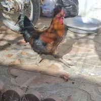 یک عدد خروس ۱ساله