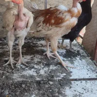 مرغ گردن لختی و 1عدد مرغ کامل سیاه