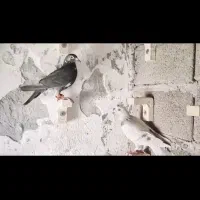 کبوتر 6عدد ماده