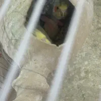 عروس هلندی