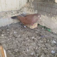 کبوتر رنگی|پرنده|اهواز, بهارستان|دیوار