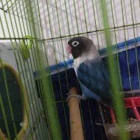 طوطی برزیلی نر|پرنده|جم, |دیوار