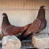 دمگیر سیمونی هارونی